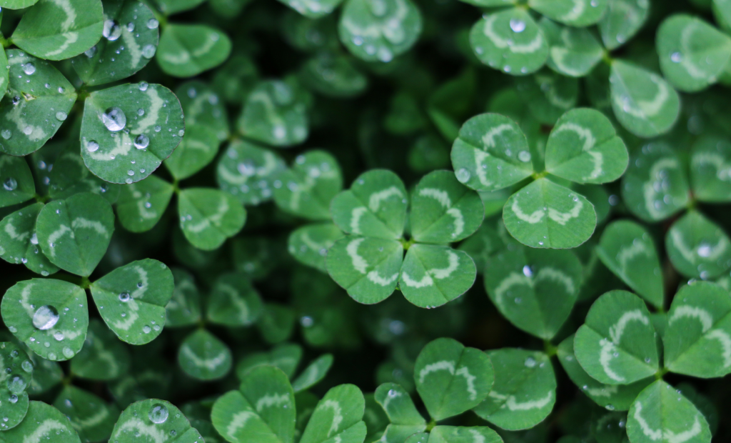 clover plants